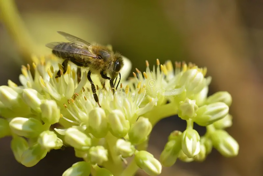 Miel d’Euphorbe (Daghmous) : Origine, Bienfaits et Secrets d’un Trésor Marocain 1 Abeille butinant une fleur d’euphorbe au Maroc