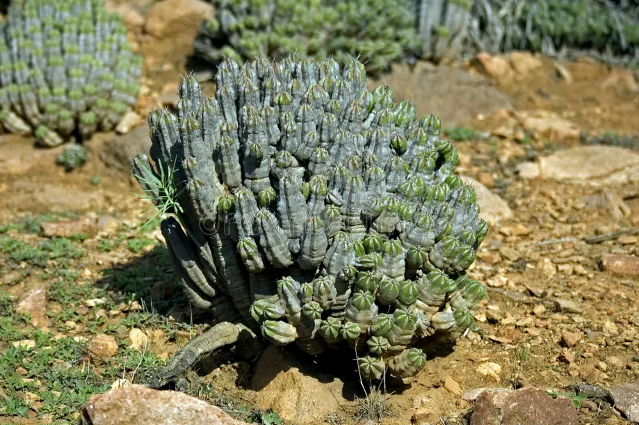 Miel d’Euphorbe (Daghmous) : Origine, Bienfaits et Secrets d’un Trésor Marocain 3 Plante d’euphorbe au Maroc dans un paysage aride de l’Anti-Atlas