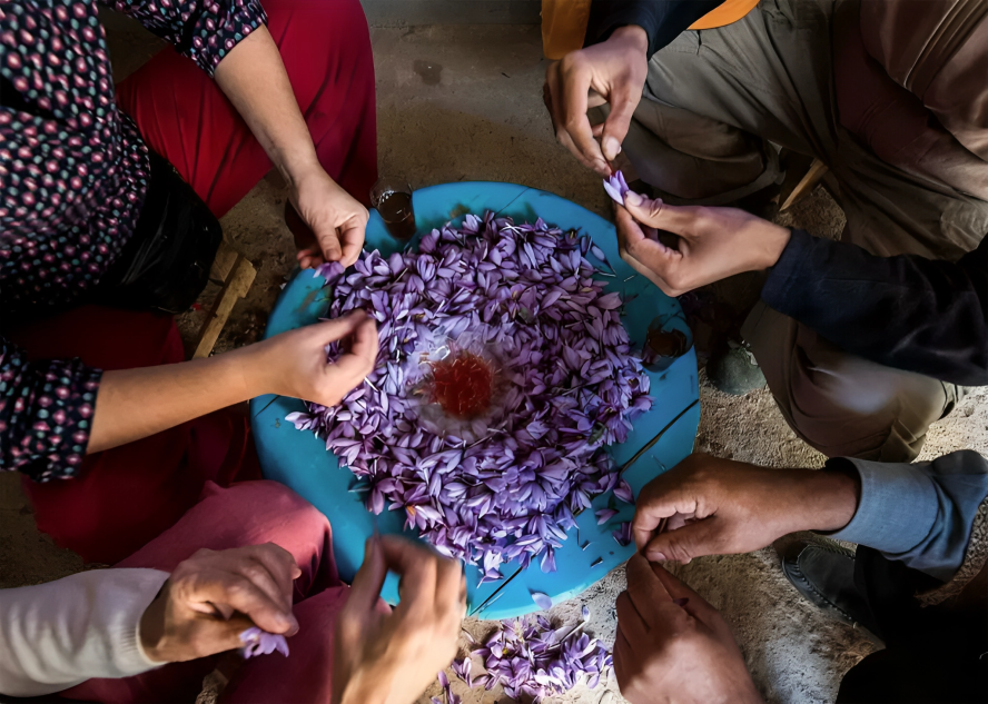 Récolte artisanale du safran au Maroc avec séparation manuelle des fleurs