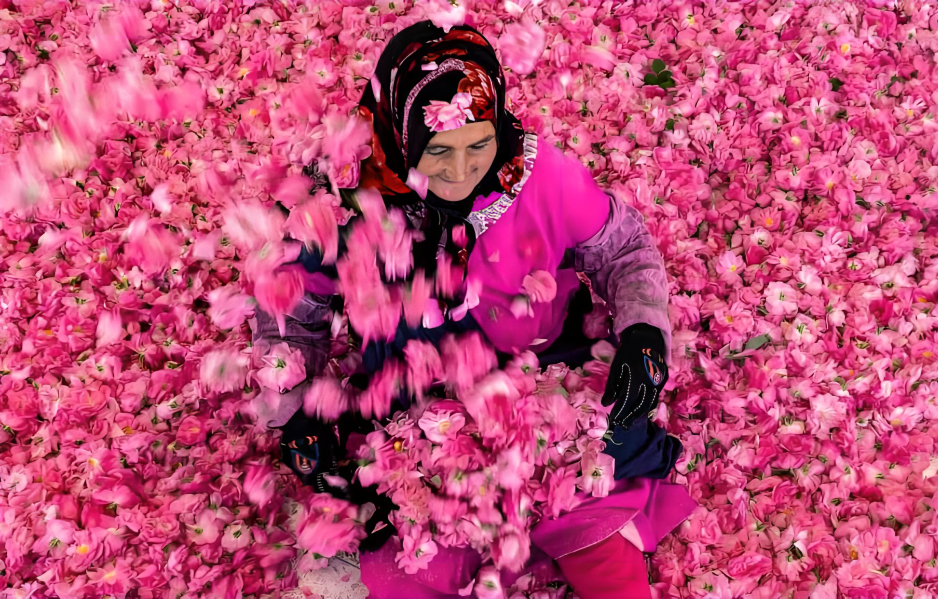 Eau de rose et eau de fleur d’oranger : l’élégance florale signée Rituels du Maroc 1 Récolte de la rose de Kelaat M’Gouna dans la vallée des roses au Maroc