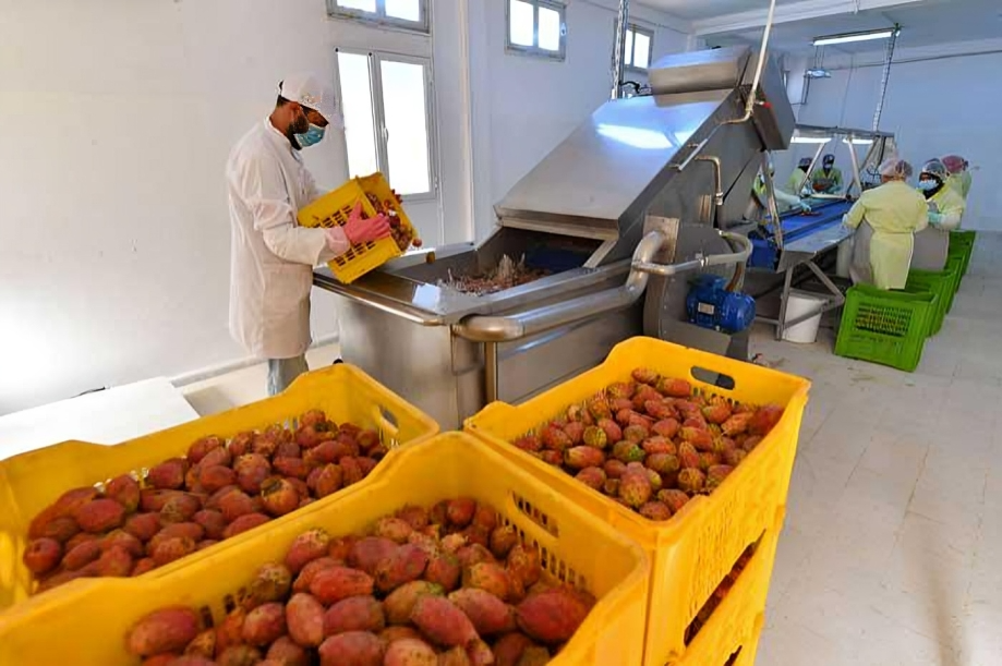 Huile de Figue de Barbarie : bienfaits rares et secrets d’un élixir marocain précieux 1 Unité de production de l’huile de figue de barbarie