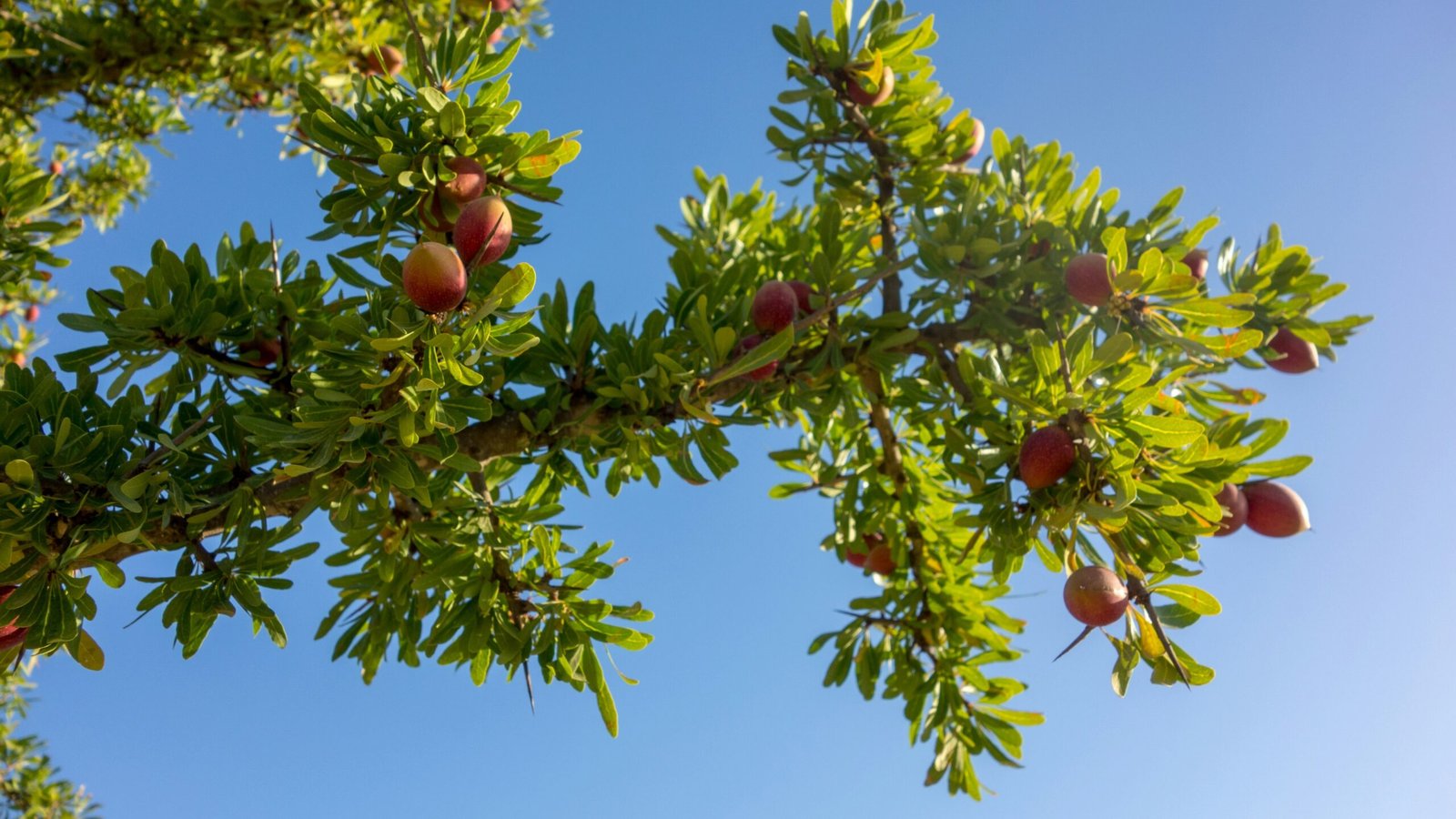 Noix d’argan sur un arganier dans le sud du Maroc