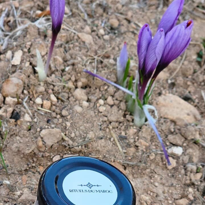 Fleurs de safran à Taliouine avec pot de safran Rituels du Maroc