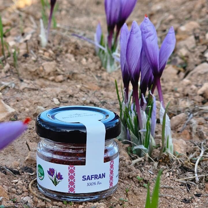 Pot de safran pur au cœur des fleurs de safran lors de la récolte à Taliouine au Maroc