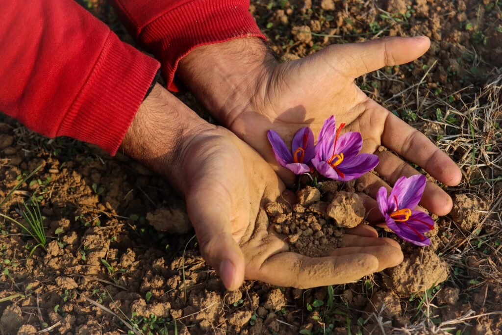 Récolte du safran à Taliouine au Maroc avec des fleurs de Crocus sativus dans les mains d’un producteur.
